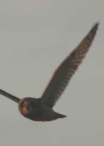 Short-eared Owl Short-eared Owl