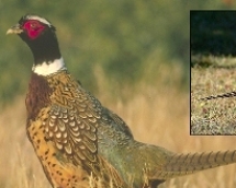 Ring-Necked Pheasant Ring-Necked Pheasant