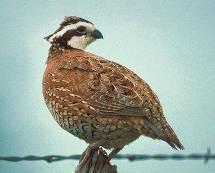 Bobwhite Quail Bobwhite Quail