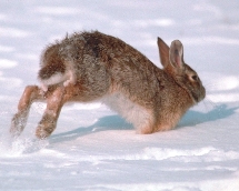Cottontail Cottontail