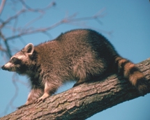Raccoon Raccoon