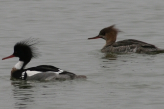 Merganser Merganser