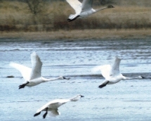 Trumpeter Swan Trumpeter Swan