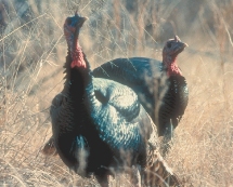 Wild Turkey Wild Turkey