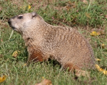 Woodchuck Woodchuck