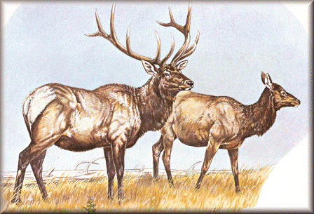 Elk