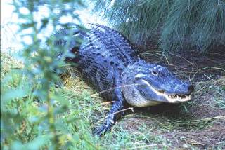Alligator Alligator