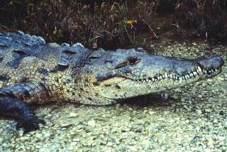 Crocodile Crocodile