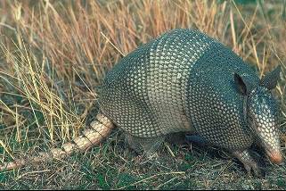 Armadillo Armadillo