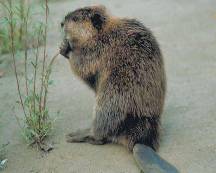 Beaver Beaver