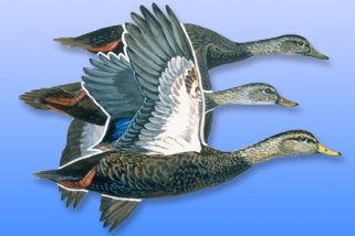 Black Duck Black Duck