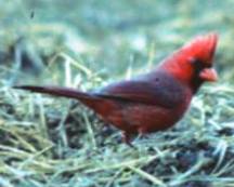 Cardinal Cardinal