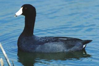Coot Coot