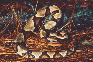 Copperhead Copperhead