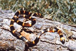 Coral Snake Coral Snake