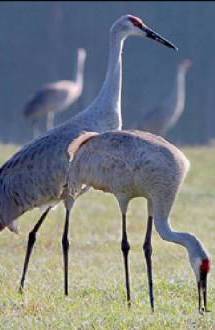 Sandhill Crane