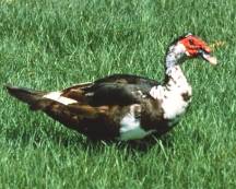 Muscovey Duck Muscovey Duck