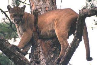 Panther Panther