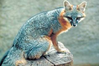 Gray Fox Gray Fox