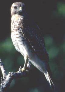 Red Shoulder Hawk Red Shoulder Hawk