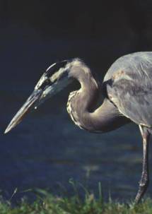 Great Blue Heron Great Blue Heron