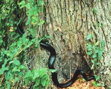 Indigo Snake Indigo Snake