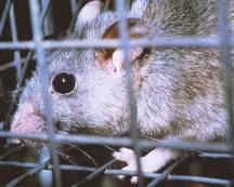 Florida Woodrat