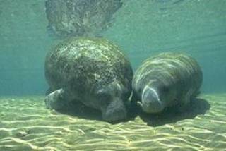 Manatee Manatee