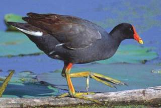 Moorhen Moorhen