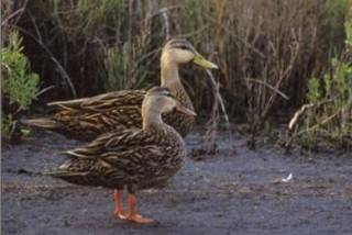 Mottled Duck Mottled Duck