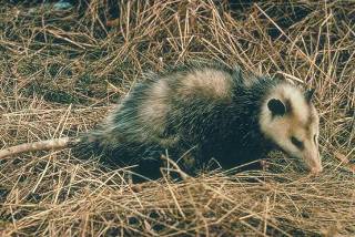 Opossum Opossum