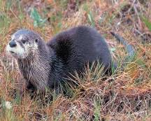 Otter Otter