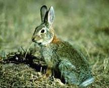 Cottontail Rabbit Cottontail Rabbit