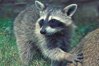 Raccoon Raccoon
