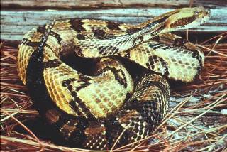 Canebrake Canebrake