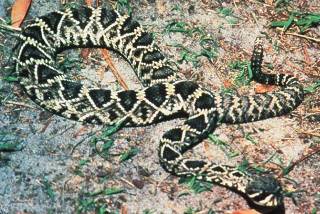 Eastern Diamondback Rattlesnake Eastern Diamondback Rattlesnake