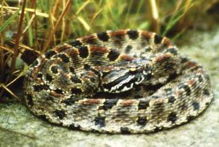 Pygmey Pygmey