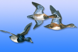Ringneck Ringneck