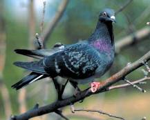 Pigeon Pigeon