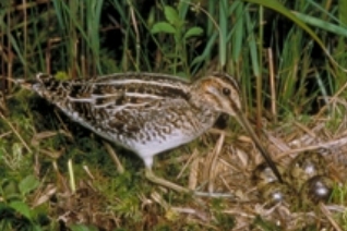 Wilsons Snipe Wilsons Snipe