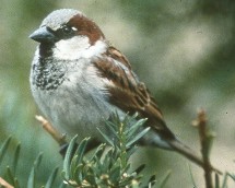 Sparrow Sparrow