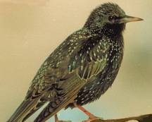 Starling Starling