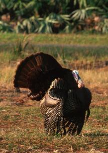 Wild Turkey Wild Turkey