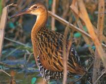 Virginia Rail Virginia Rail
