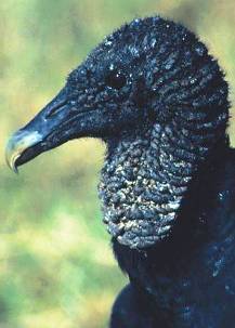 Black Vulture Black Vulture