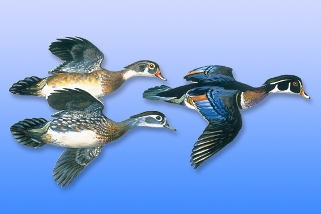 Wood Duck Wood Duck