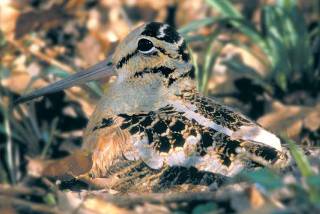 Woodcock Woodcock