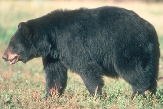 Black Bear Black Bear