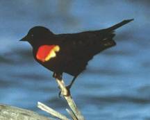 Blackbird Blackbird