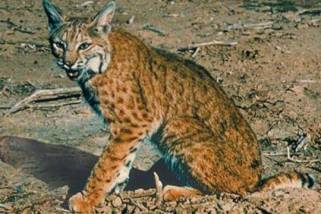 Bobcat Bobcat